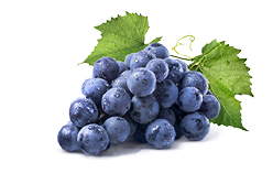 Nahrungsergänzung Traubenextrakt