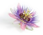Passionsblume