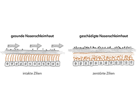 Grafik Zilien